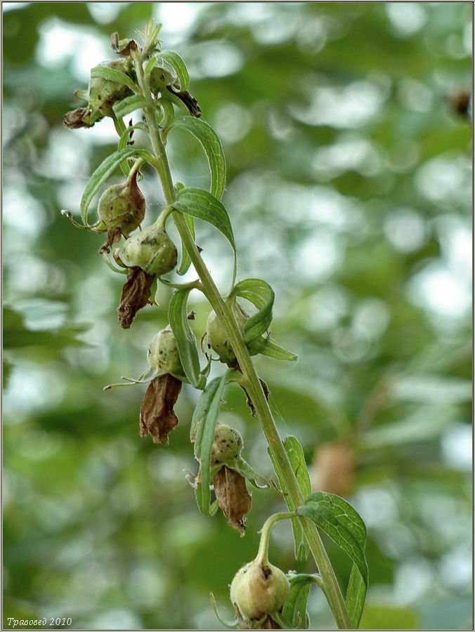 Изображение особи Campanula rapunculoides.