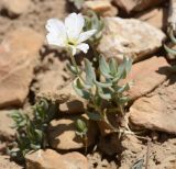 Cerastium lithospermifolium