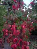 Parthenocissus quinquefolia