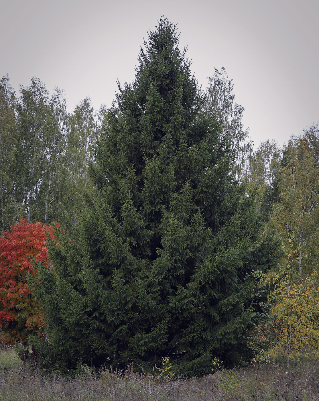 Изображение особи Picea &times; fennica.