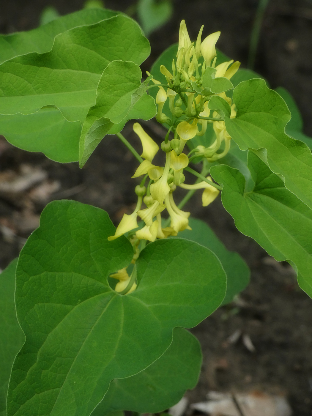 Изображение особи Aristolochia clematitis.