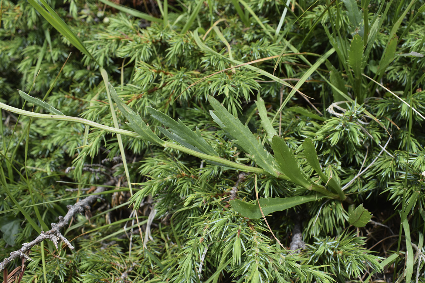 Image of Leucanthemum catalaunicum specimen.