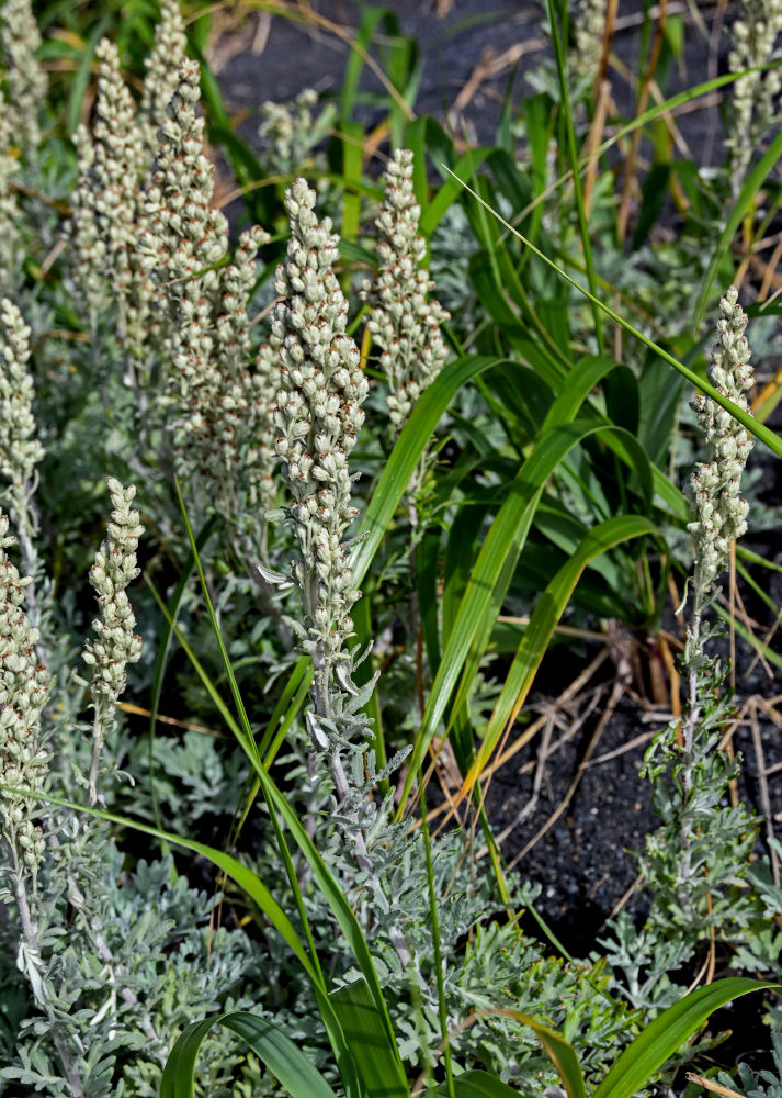 Image of Artemisia stelleriana specimen.