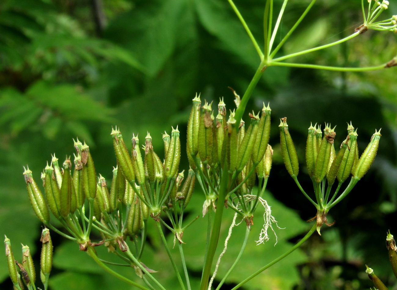 Image of Anthriscus sylvestris var. nemorosa specimen.