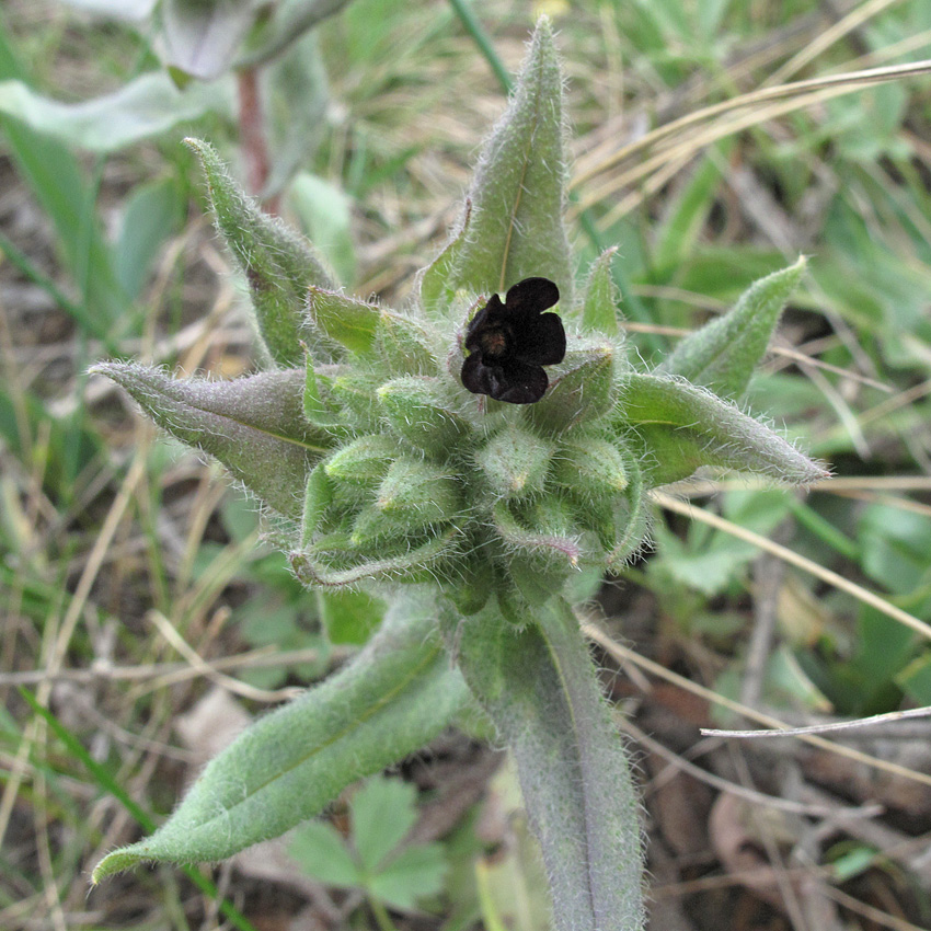 Image of Nonea rossica specimen.