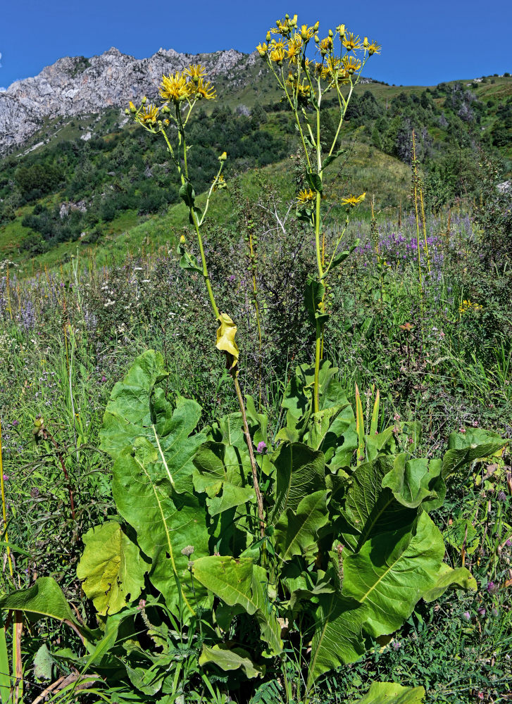 Изображение особи Inula macrophylla.