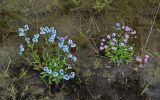 Myosotis asiatica