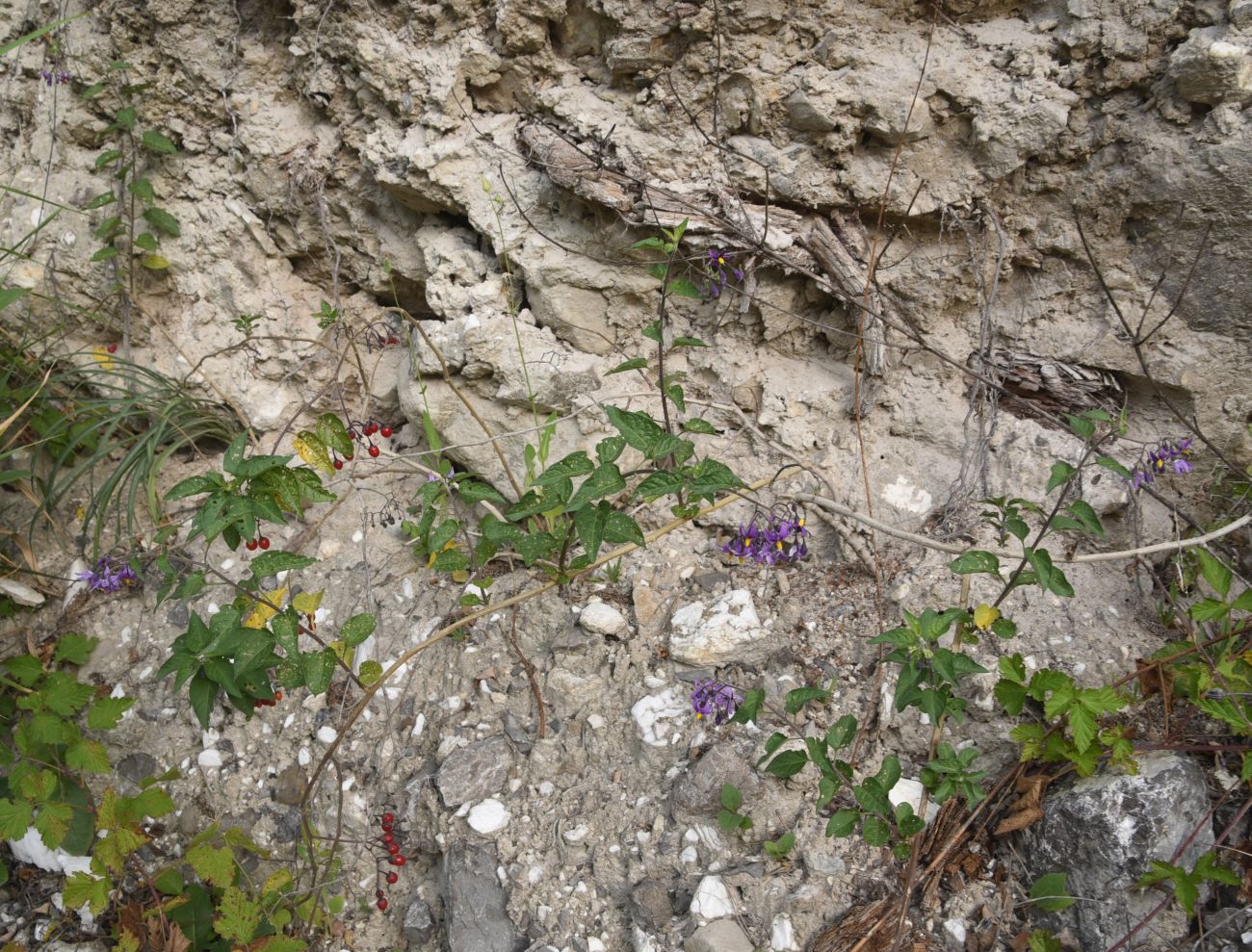 Изображение особи Solanum dulcamara.