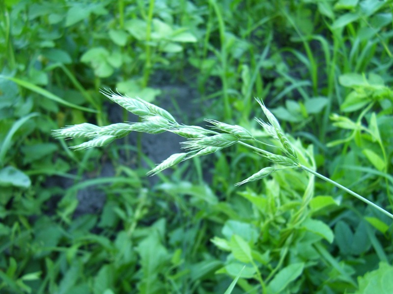 Изображение особи Bromus hordeaceus.