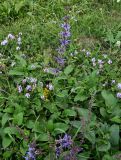 Salvia kuznetzovii. Цветущее растение в сообществе с Oxytropis. Северная Осетия, Пригородный р-н, окр. с. Даргавс, ≈ 1400 м н.у.м., луговой склон. 23.07.2022.