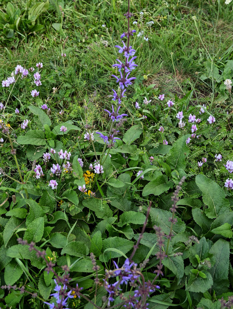 Изображение особи Salvia kuznetzovii.