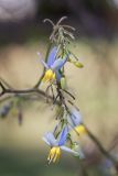 Dianella tasmanica