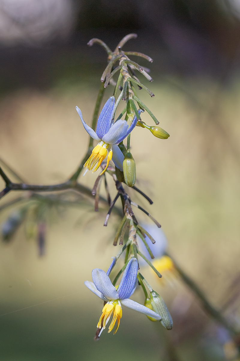 Изображение особи Dianella tasmanica.