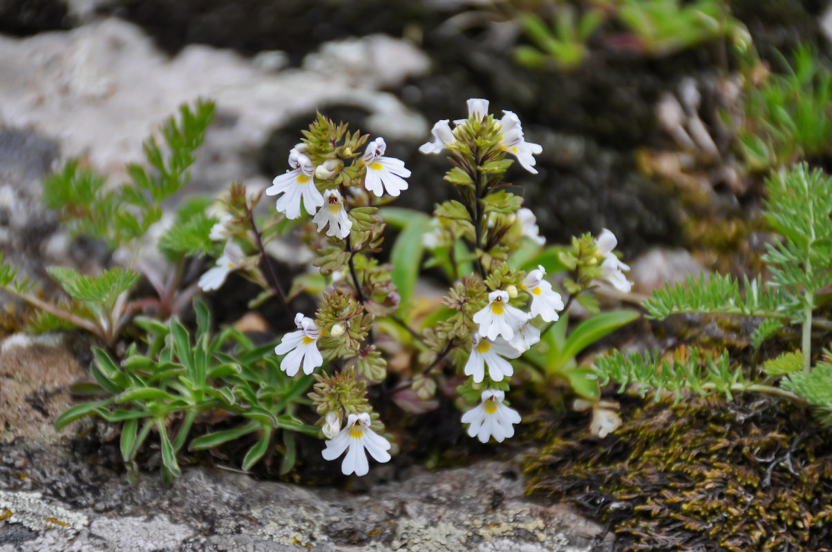 Изображение особи род Euphrasia.