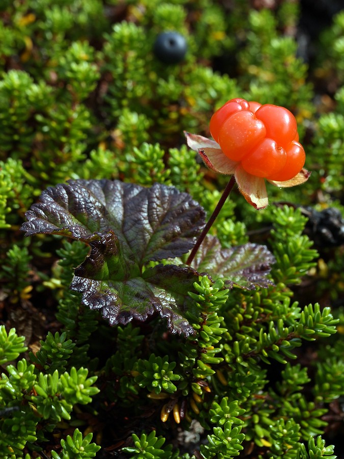 Изображение особи Rubus chamaemorus.