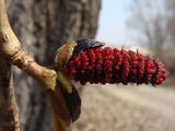 Populus suaveolens. Верхушка побега с мужским соцветием. Хабаровский край, окр. г. Комсомольск-на-Амуре, обочина грунтовой дороги. 30.04.2024.