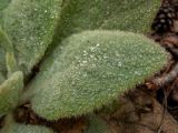 Verbascum thapsus. Лист в капельках росы. Беларусь, Минская обл., Мядельский р-н, национальный парк \"Нарочанский\", заказник \"Голубые озёра\", сосново-еловый лес, возле смотровой площадки на туристической экотропе. 07.04.2024.