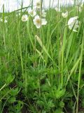 Anemone sylvestris