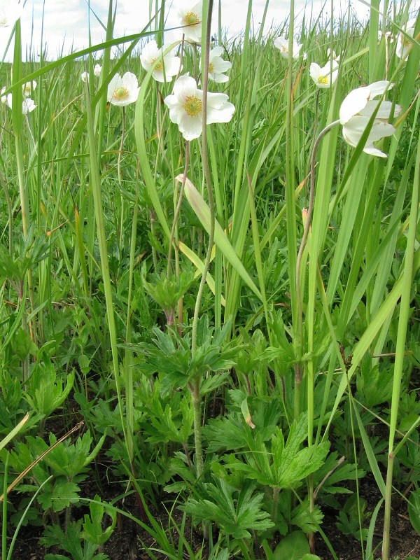Изображение особи Anemone sylvestris.
