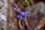 Solanum seaforthianum