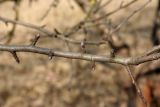 Sorbus intermedia. Покоящаяся ветвь с почками. Псков. 29.03.2007.