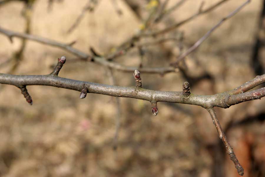 Изображение особи Sorbus intermedia.