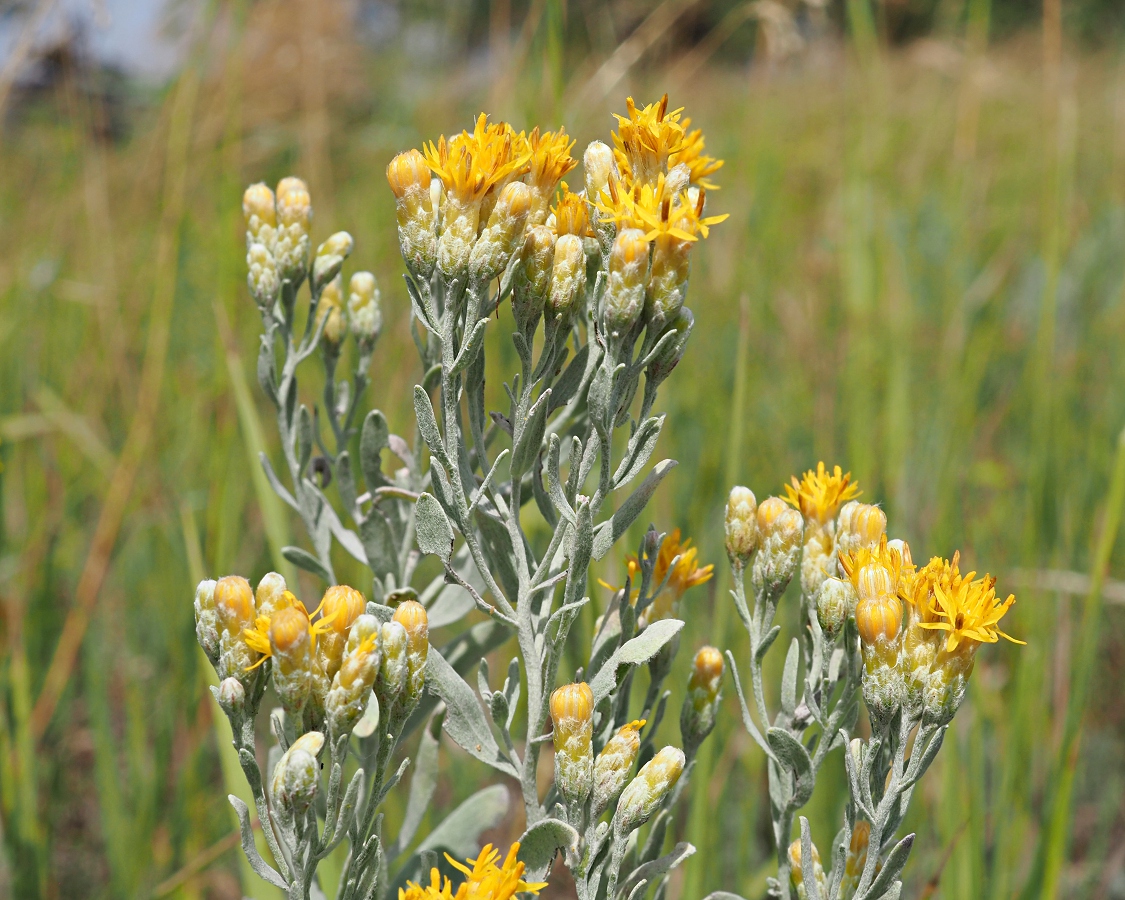 Image of Galatella villosa specimen.