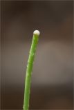 Papaver umbonatum