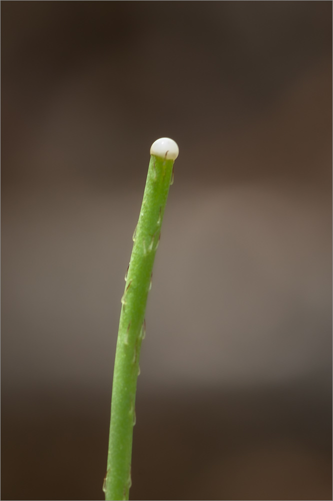 Изображение особи Papaver umbonatum.