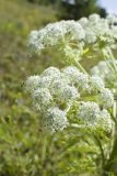 Pleurospermum uralense