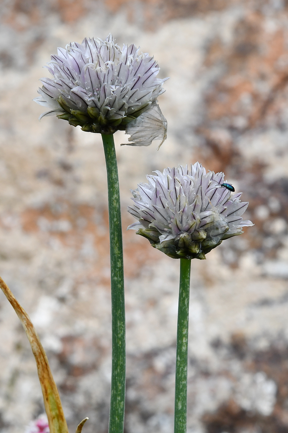 Image of Allium karelinii specimen.
