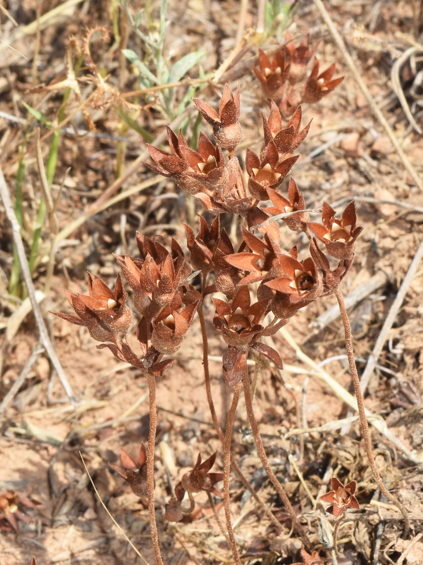 Image of Androsace maxima specimen.