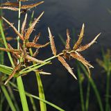 Juncellus serotinus