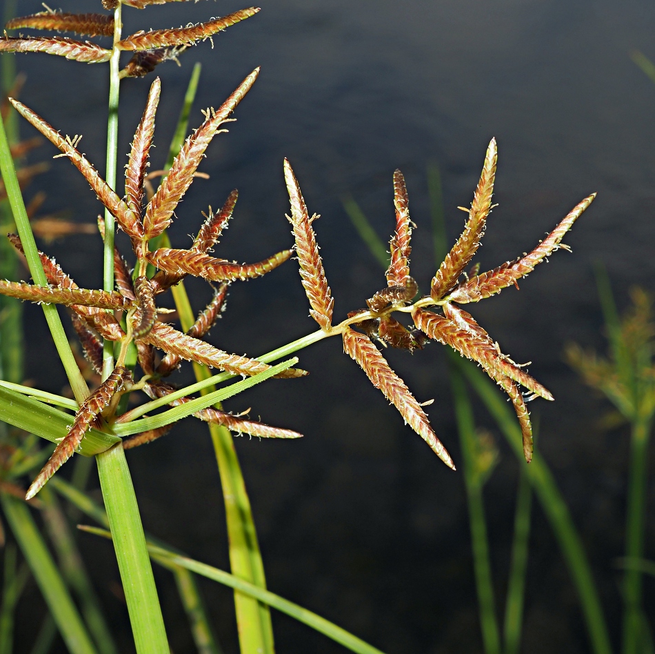 Image of Juncellus serotinus specimen.