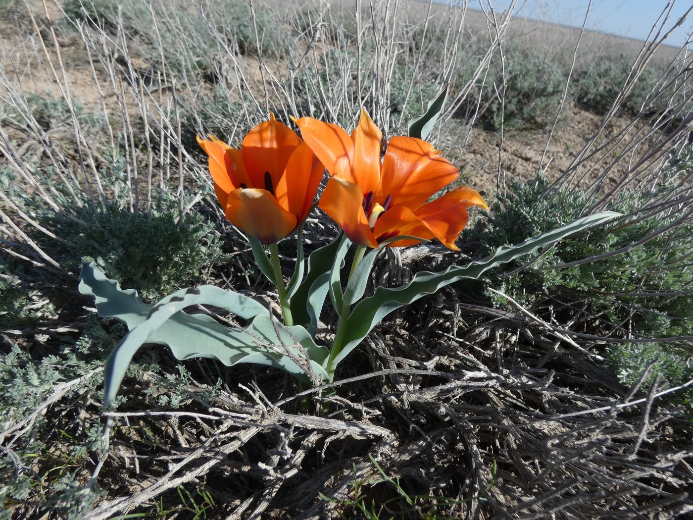 Изображение особи Tulipa borszczowii.