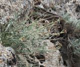 Matthiola integrifolia