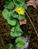 Doronicum orientale. Верхушка цветущего растения. Краснодарский край, Сочи, Хостинский р-н, Агурское ущ., широколиственный лес, у подножия скалы. 14.03.2025.
