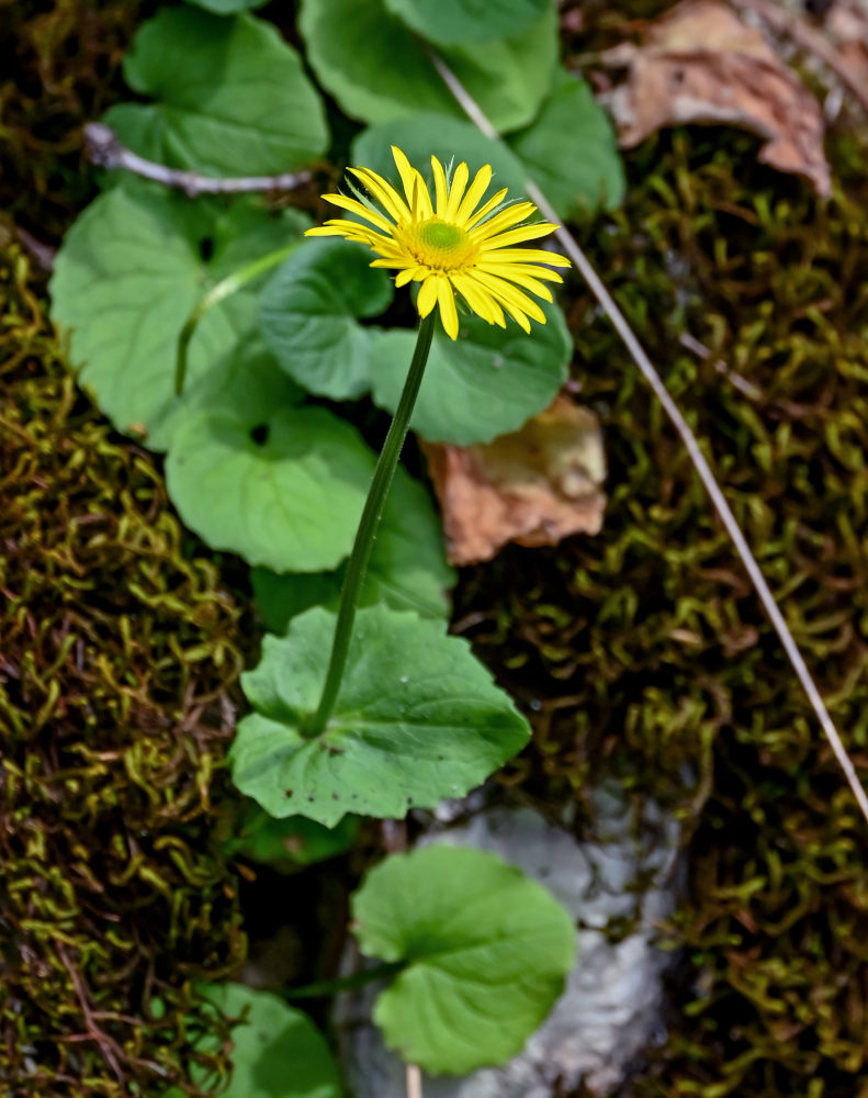 Image of Doronicum orientale specimen.
