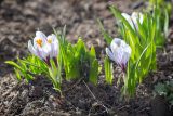 Crocus vernus. Цветущие растения. Мурманск, Октябрьский р-н, цветник. 13.05.2025.