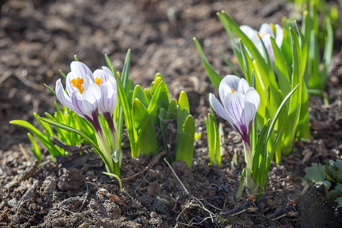 Изображение особи Crocus vernus.