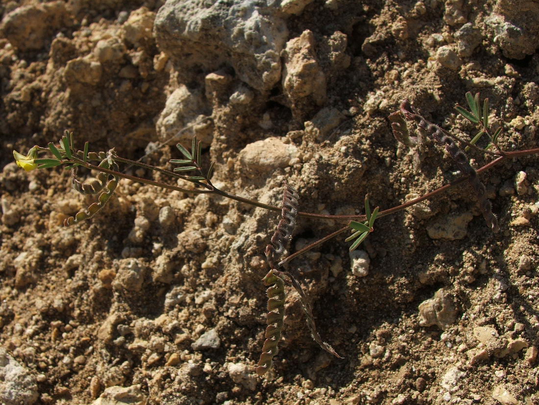 Image of Hippocrepis ciliata specimen.