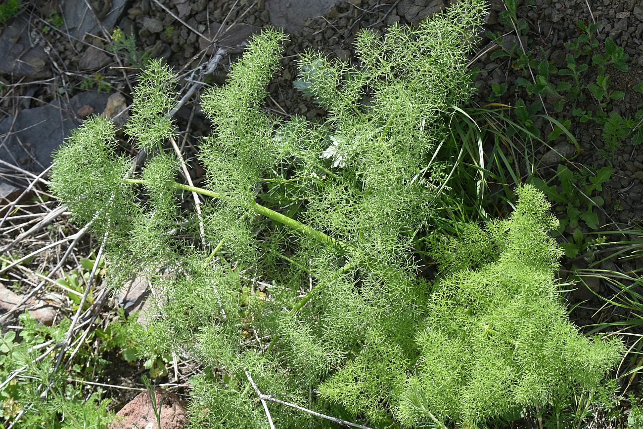 Image of familia Apiaceae specimen.