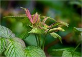 Rubus idaeus. Верхушка побега с молодыми листьями. Московская обл., Раменский р-н, окр. дер. Хрипань, садовый участок. 26.06.2025.