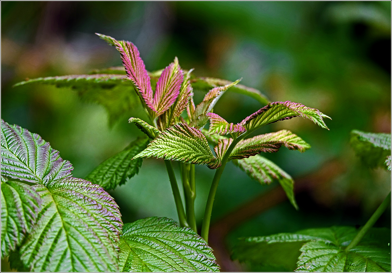 Image of Rubus idaeus specimen.