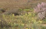 Linaria incompleta