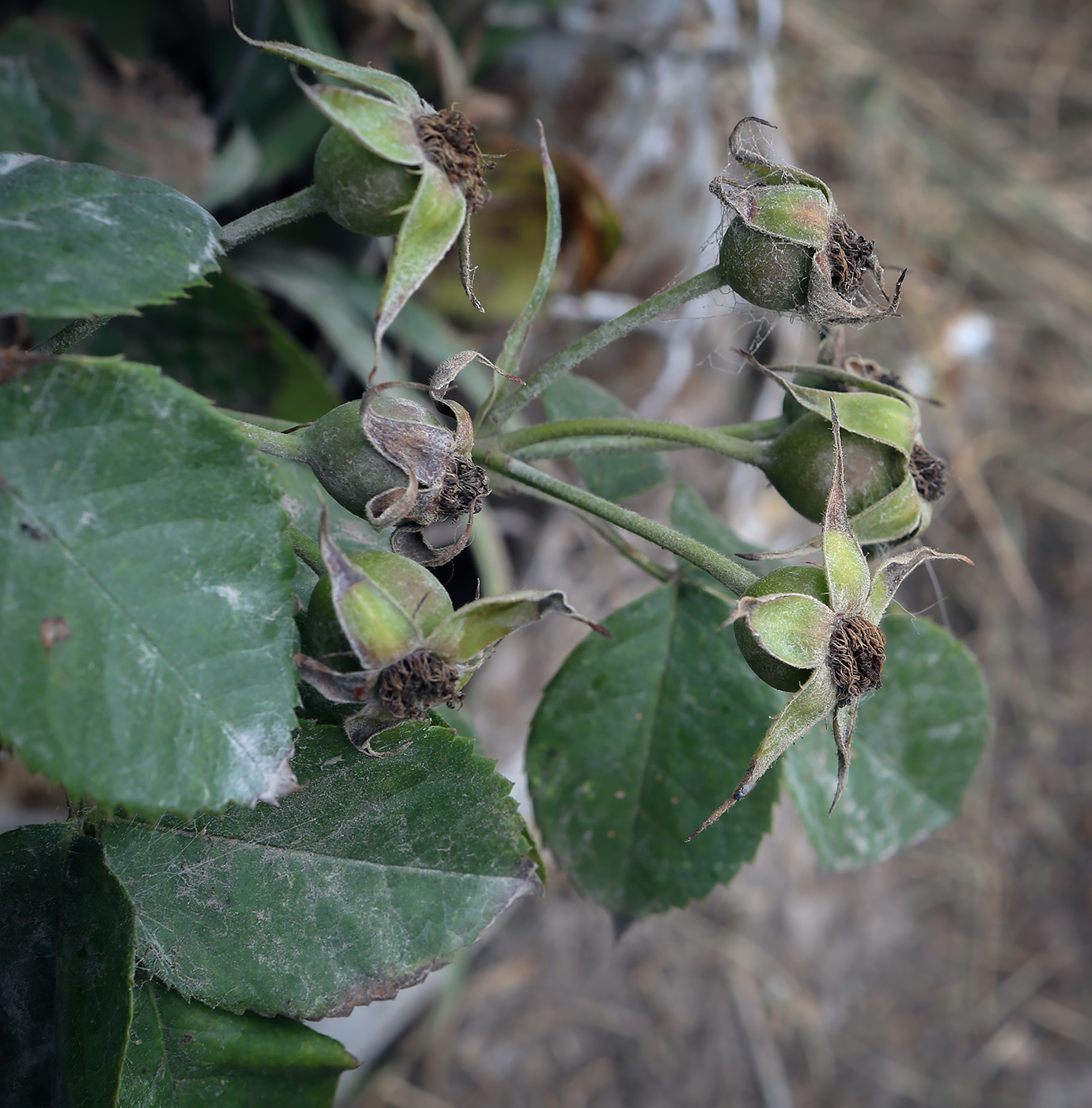 Image of genus Rosa specimen.