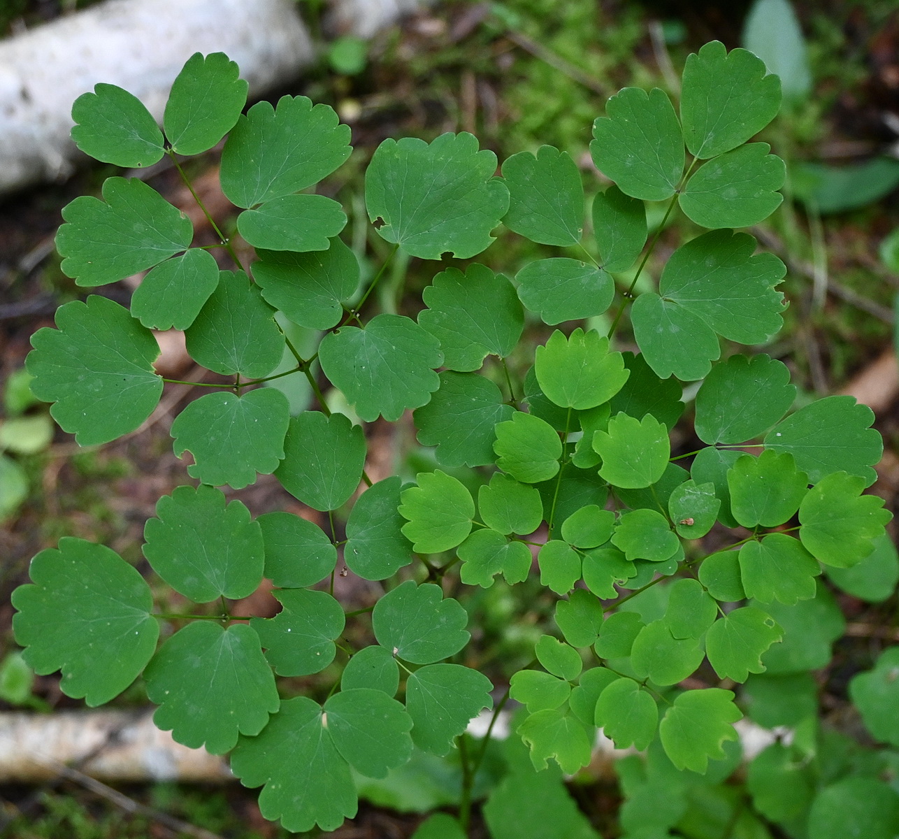 Image of Thalictrum aquilegiifolium specimen.