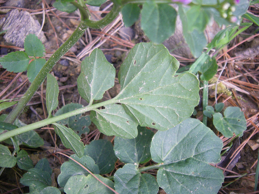 Изображение особи Cardamine raphanifolia.