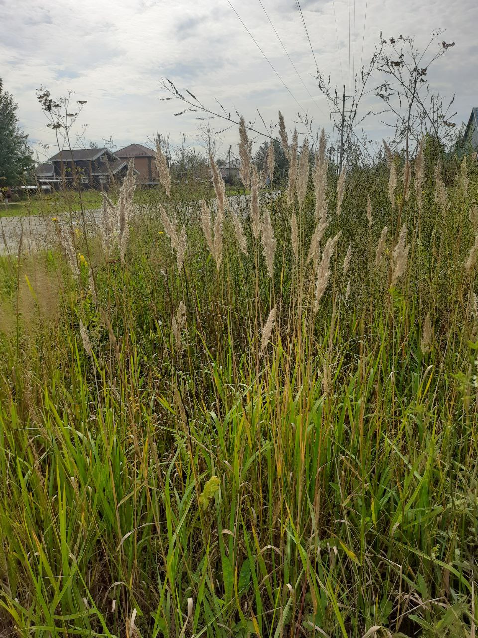 Изображение особи Calamagrostis pseudophragmites.