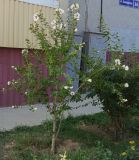Hibiscus syriacus
